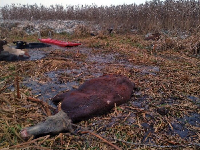 Krowy w rozlewisku rzeki, konie w bagnie, powiat białostocki, Spręcowo