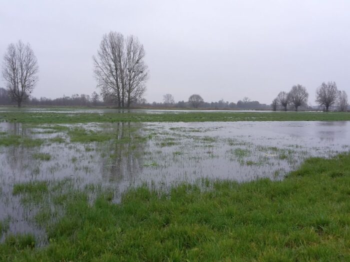 podtopione łąki i pastwiska, Krzysztof Ciecióra, Zbigniew Ajchler, ekoschematy
