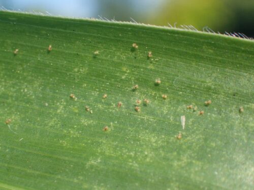 przędziorek chmielowiec, kukurydza