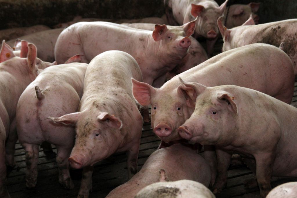 tuczniki, ceny skupu, eksport wieprzowiny, trzoda chlewna