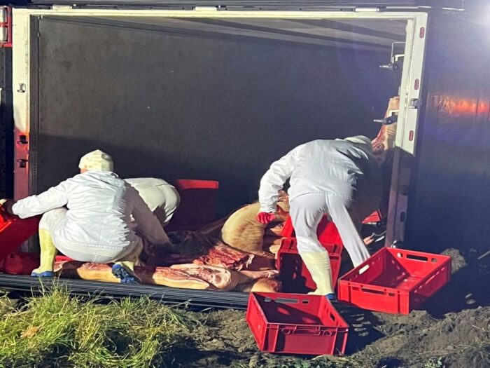 Półtusze wieprzowe na drodze, Kłecko Kolonia, KP PSP Gniezno,  OSP w Kłecku