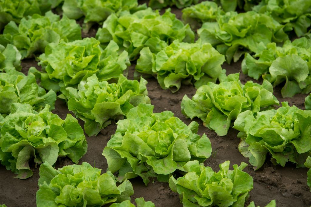 nowalijki, warzywa, Uprawa warzyw w szklarni, katarzyna kowalczyk, sggw