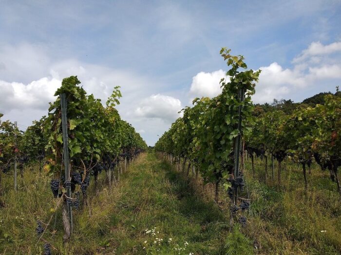 kontrola winnic, PIORiN, KOWR, wyrób wina gronowego, sadzonki winorośli