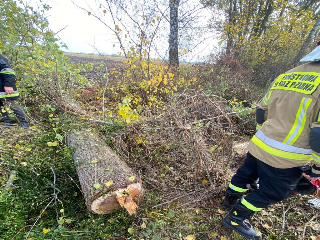 wypadek przy wycince drzew, Filipy, powiat przasnyski, KP PSP Przasnysz