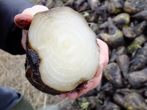 ręka, zmarznięty korzeń