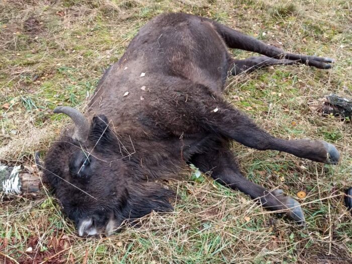 zastrzelone żubry, Polski Związek Łowiecki, Nadleśnictwo Świerczyna, poligon drawski