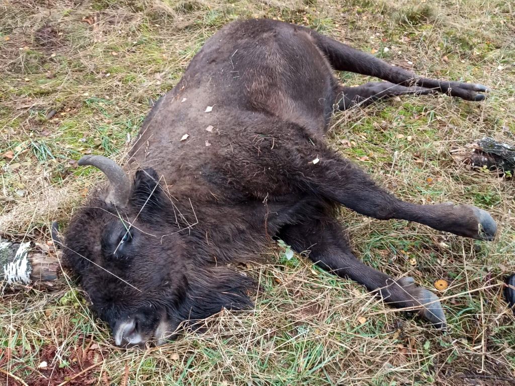 zastrzelone żubry, Polski Związek Łowiecki, Nadleśnictwo Świerczyna, poligon drawski