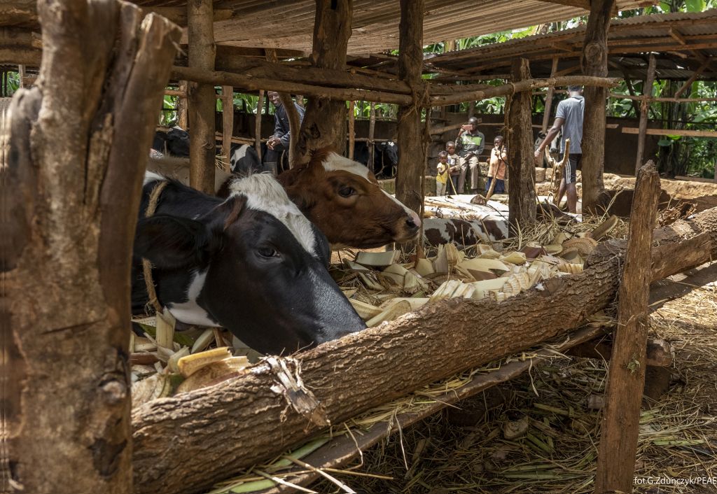 Tanzania, mleczarstwo, mleczarnia, sery, mleko. Afryka, skup mleka, pasteryzacja mleka, hodowla bydła, krowy mleczne