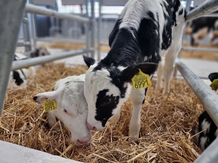 podlaska aukcja bydła, jałówki, cieliczki, buhaj hodowlany,  hodowcy bydła, PFHBiPM, bydło mleczne,