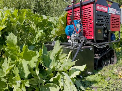 barszcz Sosnowskiego