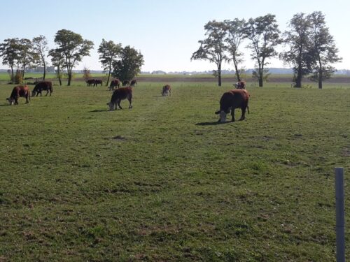 brazylia, ekport mięsa, wołowina, drób