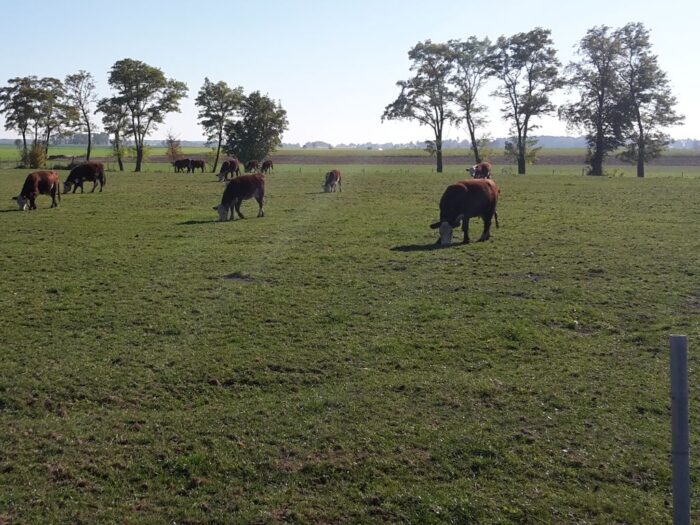 brazylia, ekport mięsa, wołowina, drób