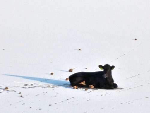 Cielę uwięzione na tafli lodu, zalew w Roszkowie, KP PSP Jarocin