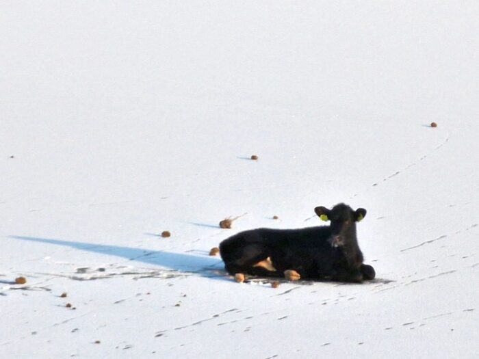 Cielę uwięzione na tafli lodu, zalew w Roszkowie, KP PSP Jarocin