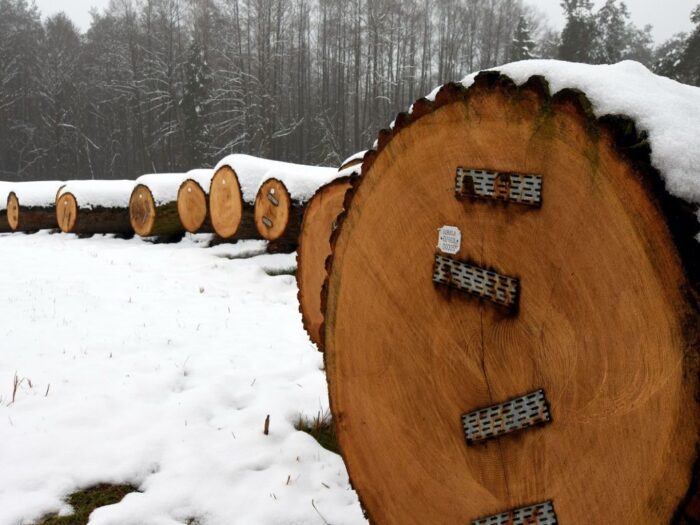 submisja w RDLP w Radomiu , Edyta Nowicka, sprzedaż drewna, dąb, modrzew,