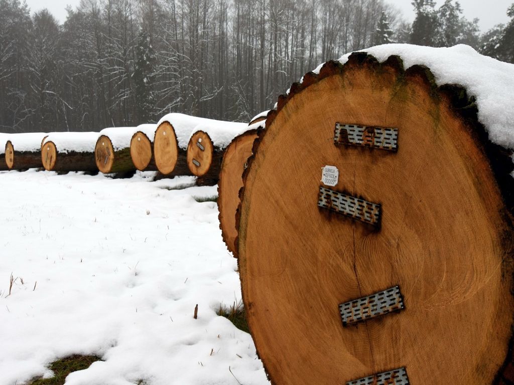 submisja w RDLP w Radomiu , Edyta Nowicka, sprzedaż drewna, dąb, modrzew,