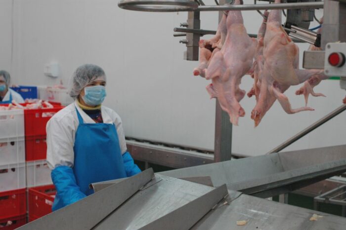 drób, produkcja, mięso, eksport, branża drobiarska, Krajowa Rada Drobiarstwa