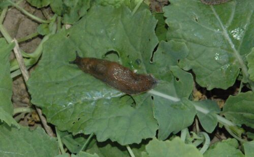 ślinik pospolity, rzepak