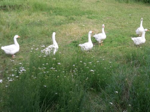 chów i tucz gęsi, IJHARS, kontrola jakości gęsiny, Pogłowie gęsi w Polsce