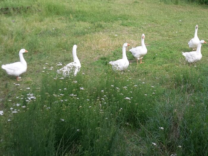 chów i tucz gęsi, IJHARS, kontrola jakości gęsiny, Pogłowie gęsi w Polsce