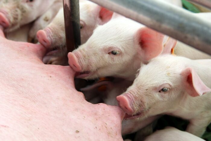 Gestal Quattro, Jyga, porodówka, automatyzacja pracy, lochy, maciory, prosięta, promiennik ciepła, żywienie, mata