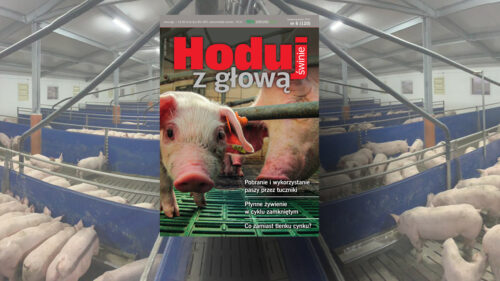 Hoduj z Głową Świnie, trzoda chlewna, maciory, lochy, prosięta, warchlaki, tuczniki, żywiec wieprzowy, chlewnia