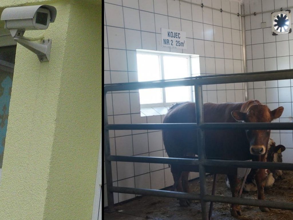 rzeźnia, kamery, ubojnia
