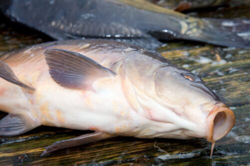 produkcja karpia w POlsce, Marcin Wroński, KOWR, stawy hodowlane