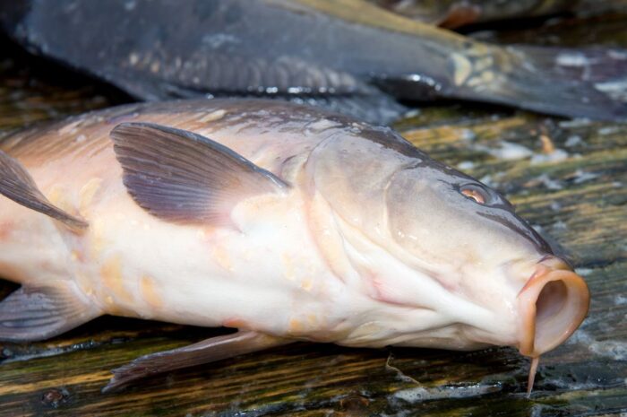 produkcja karpia w POlsce, Marcin Wroński, KOWR, stawy hodowlane