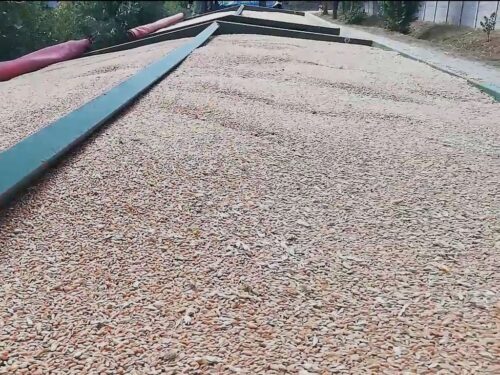 ziarno, zboże, import