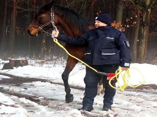 klacz uciekła ze stadniny, KPP Mikołów, Orzesze, powiat mikołowski