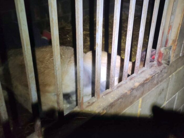 koń, stajnia, Jeldzino