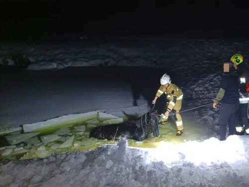 Pod koniem załamał się lód, krowa utknęła w bagnie, Zaświatycze, powiat włodawski, Lega