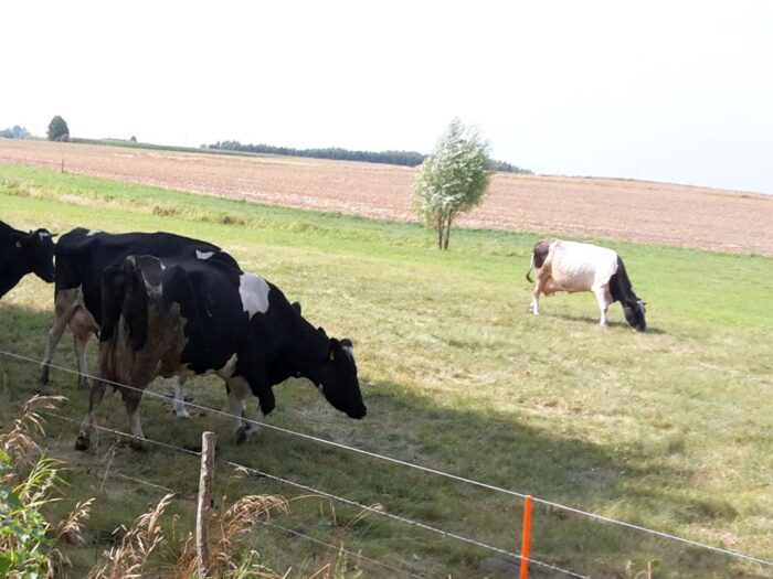 korowy pogłowie obora