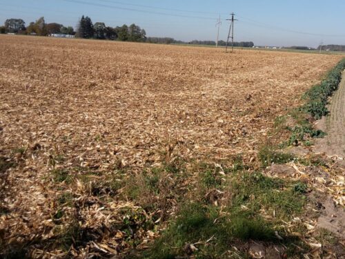 interwencyjny skup kukurydzy, Krajowa Grupa Spożywcza, KRIR, zbiory kukurydzy