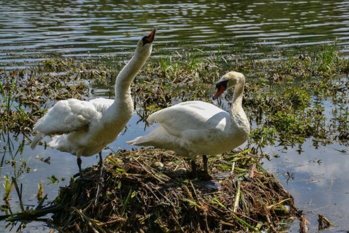 grypa ptaków w Polsce, łabędź niemy, Główny Lekarz Weterynarii