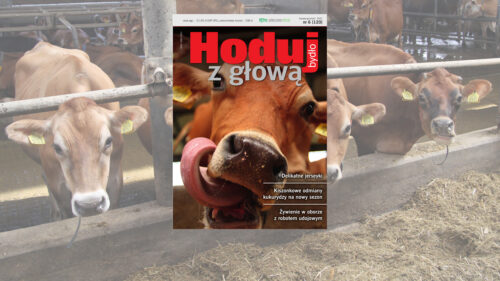 Hoduj z Głową Bydło, bydło mleczne, bydło mięsne, krowy mleczne, mamki, cielęta, jałówki, buhaje, opasy, żywienie bydła