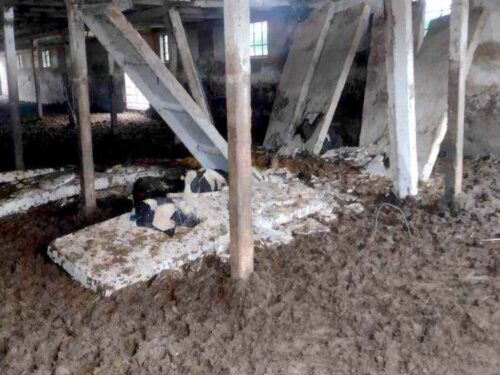 zawalił się strop w oborze, Jezierzyce, powiat kościański, Dawid Kryś, KP PSP Kościan