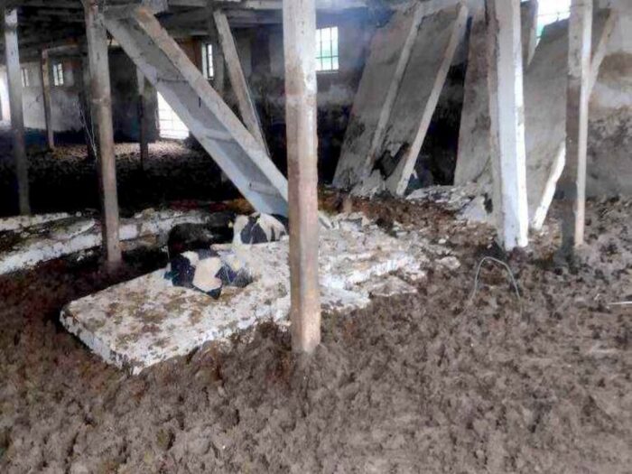 zawalił się strop w oborze, Jezierzyce, powiat kościański, Dawid Kryś, KP PSP Kościan