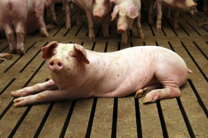 prrs, trzoda chlewna, wirus, opłacalność produkcji