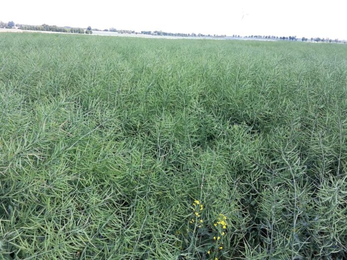 Juliusz Młodecki, Polska Koalicja Biopaliw i Pasz Białkowych, biopaliwa, Adam Stępień