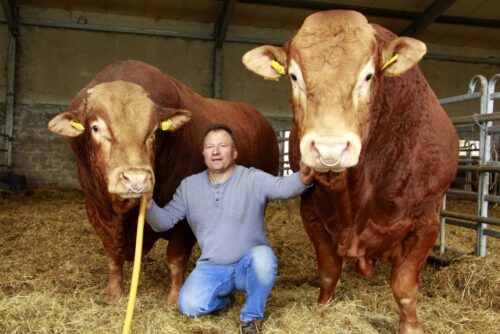 hodowla bydła mięsnego, Zbigniew Kołoszyc, transfer zarodków, inseminacja, krycie naturalne, opas na sucho.