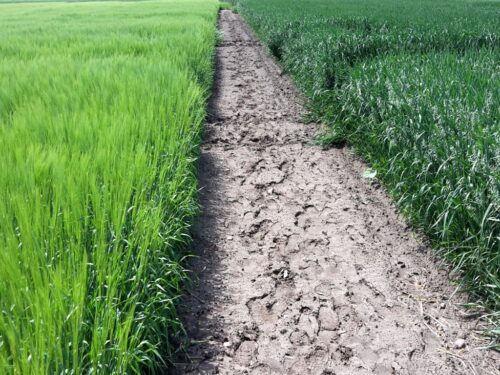 strategie grains, unijny eksport zbóż, rynek zbóż, pszenica