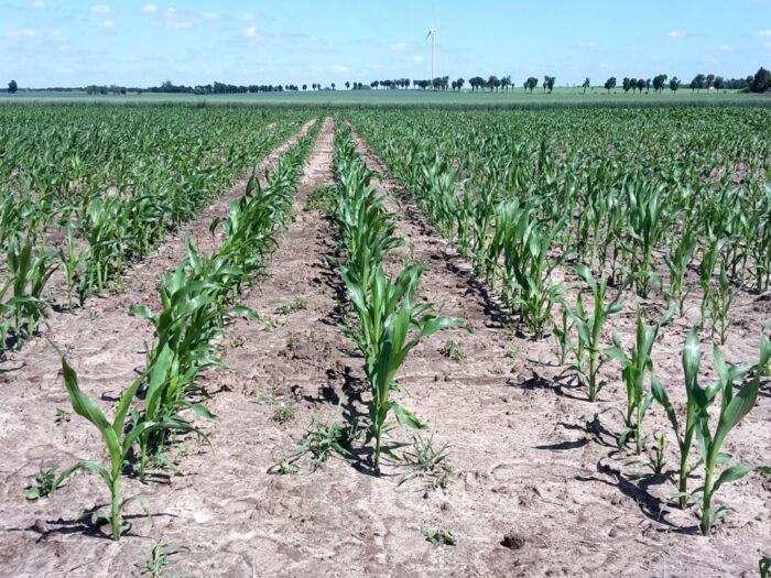 strategie grains, unijny eksport zbóż, rynek zbóż, pszenica