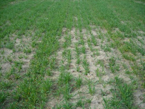 pszenica jara, pole pszenicy