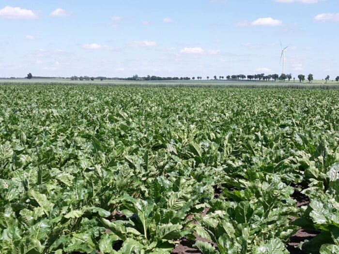 Rolnictwo węglowe, eoschematy, KRIR, praktyka "Zróżnicowana struktura upraw