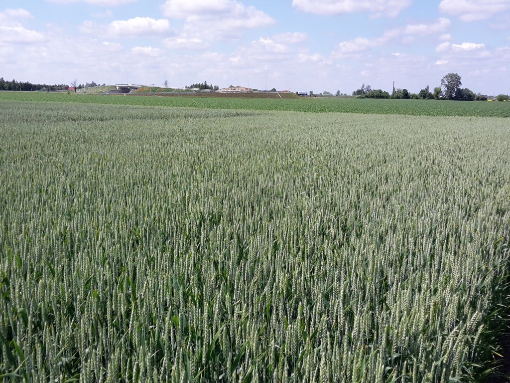 zboże, pole