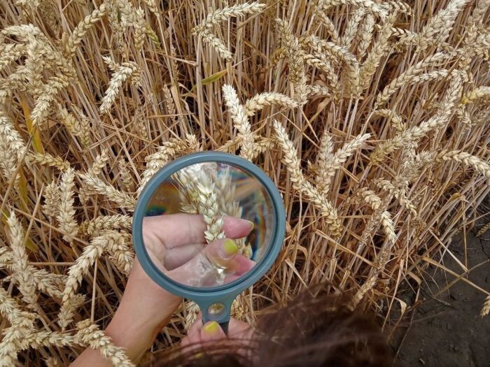 kontrola zbóż, WIORiN Bydgoszcz, sporysz zbóż i traw, fuzarioza kłosów