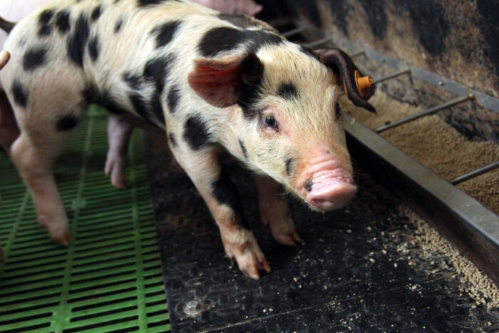 tlenek cynku, prosięta, tłuszcz paszowy, Omega 3, Omega 6, białko, włókno rozpuszczalne, odsadzenie, obrzękówka, świnie