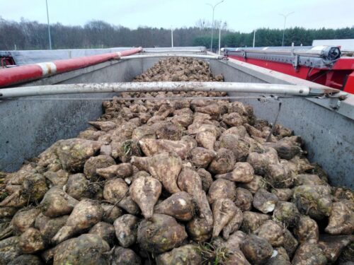 transport buraków, Inspekcja Transportu Drogowego, obwodnica Gniezna, Pyrzyce